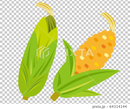 玉米 玉米 64314144