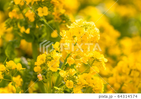 菜の花畑・春イメージ 64314574