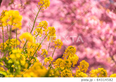 菜の花畑と河津桜・春イメージ 64314582