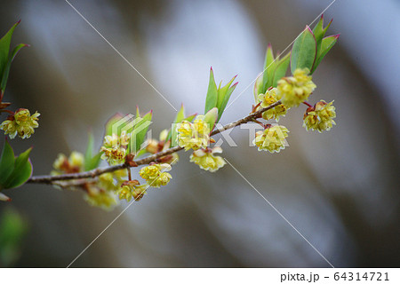 アブラチャンの花　 64314721