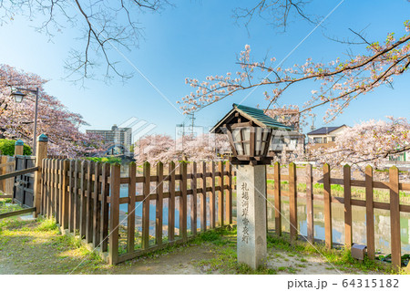 日本の春 草加松原 札場河岸公園の桜並木 64315182