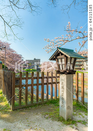 日本の春 草加松原 札場河岸公園の桜並木 64315185