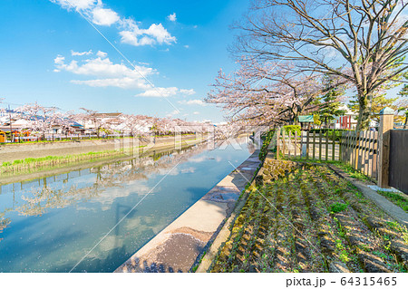日本の春 草加松原 札場河岸公園の桜並木 日本の春 草加松原 札場河岸公園の桜並木 64315465