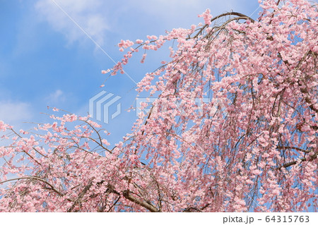 枝垂れ桜　長野県飯田市 麻績の里 舞台桜 64315763