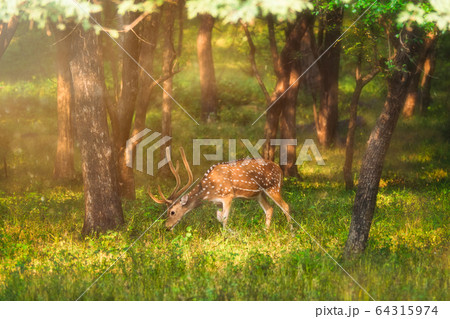 Beautiful male chital or spotted deer in Ranthambore National Park, Rajasthan, India 64315974
