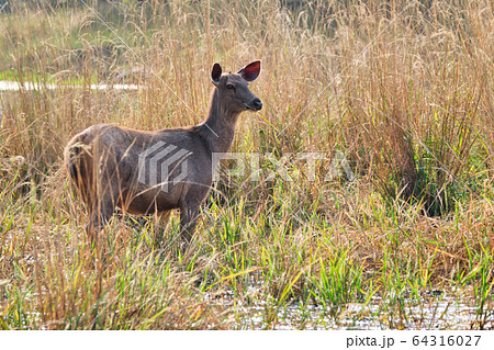 Female blue bull or nilgai - Asian antelope walking in Ranthambore National park, Rajasthan, India 64316027