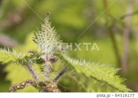 イラクサ 64316177