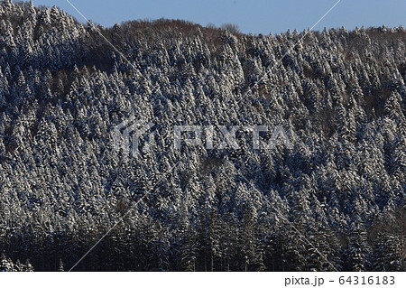樹氷 雪山 エゾマツ トウヒ 冬山 樹氷 雪山 エゾマツ トウヒ 冬山 64316183