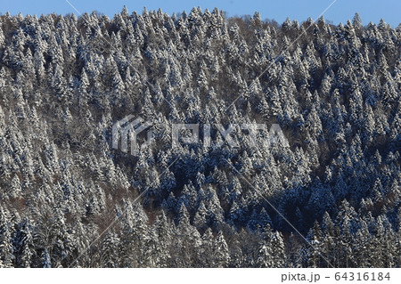 樹氷　雪山　エゾマツ　トウヒ　冬山 64316184