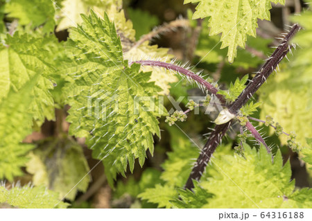 イラクサ 64316188