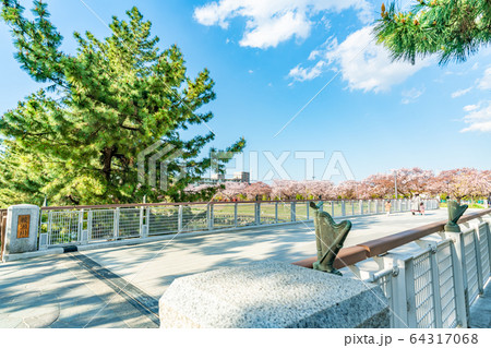 日光街道 国指定名勝 草加松原と桜の風景 64317068