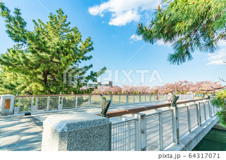 日光街道 国指定名勝 草加松原と桜の風景 64317071