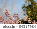 河津桜とメジロのジャンプ。 64317984