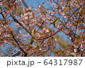 河津桜とメジロ、そのー1. 64317987
