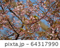 河津桜とメジロ、そのー2. 64317990