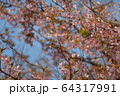 河津桜とメジロ、そのー3. 64317991