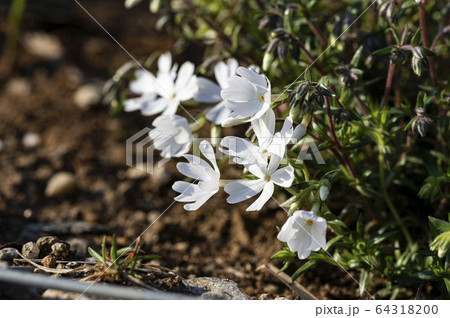 花 葉 樹木 64318200