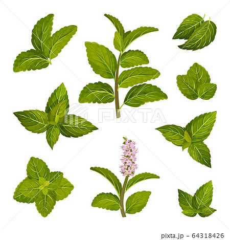 Fresh Green Mint Leaves and Blossoming Flower Vector Set 64318426