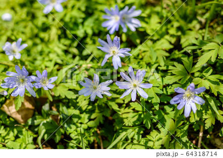 キクザキイチゲ キクザキイチゲ 64318714