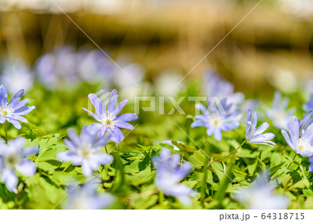 キクザキイチゲ キクザキイチゲ 64318715