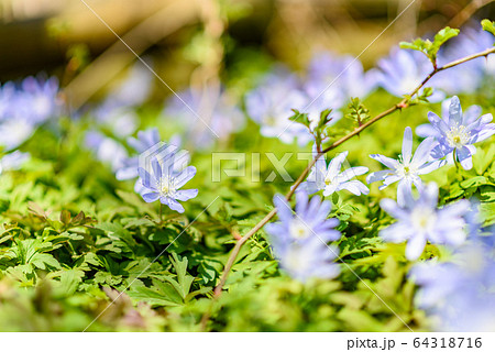 キクザキイチゲ 64318716