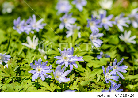 キクザキイチゲ 64318724