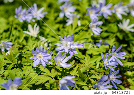 キクザキイチゲ 64318725