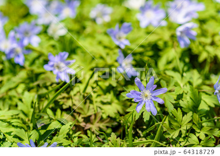 キクザキイチゲ 64318729