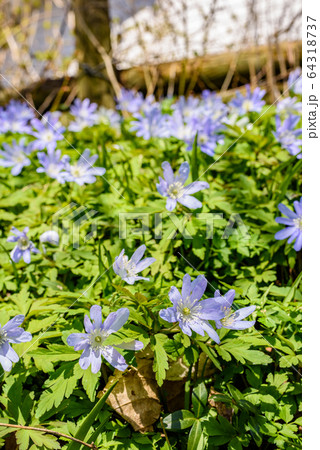 キクザキイチゲ 64318737