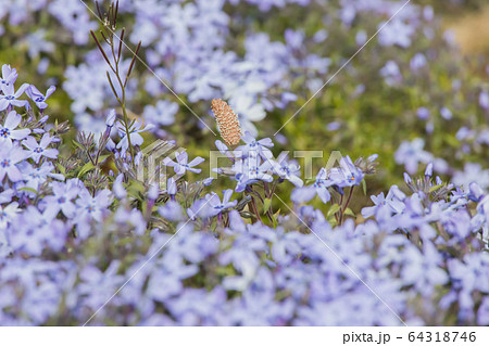 土筆と芝桜 土筆と芝桜 64318746