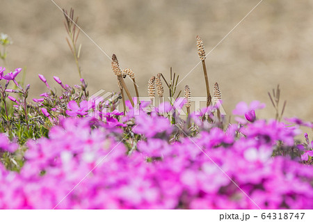 土筆と芝桜 64318747