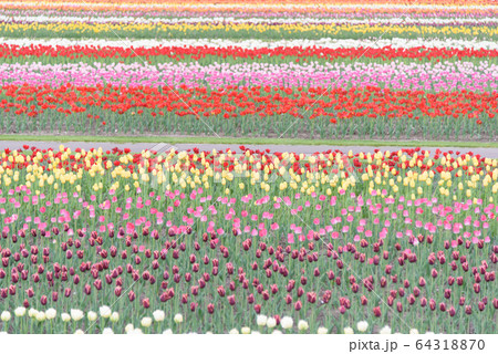 北海道のチューリップ畑 北海道のチューリップ畑 64318870