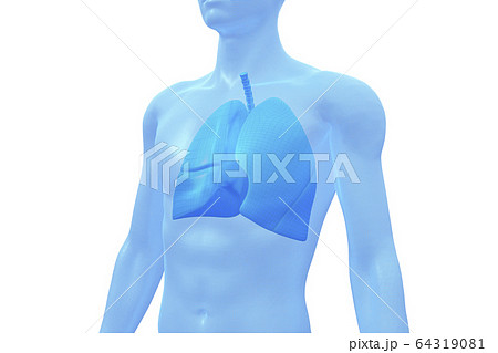 人間の肺 医療用 3dモデルのイラスト素材