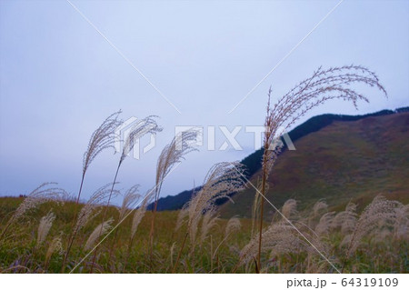 秋の風物詩:すすき@奈良 秋の風物詩:すすき@奈良 64319109