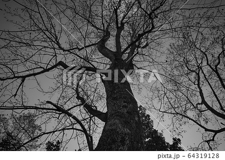小鳥の森(三徳園)の冬枯れのモミジバフウ(モノクロ) 岡山県岡山市東区 小鳥の森(三徳園)の冬枯れのモミジバフウ(モノクロ) 岡山県岡山市東区 64319128