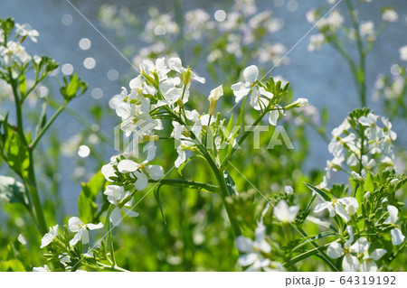 川辺の堤防の荒れ地にほぼ白色のハマダイコンの花の写真素材 川辺の堤防の荒れ地にほぼ白色のハマダイコンの花の写真素材