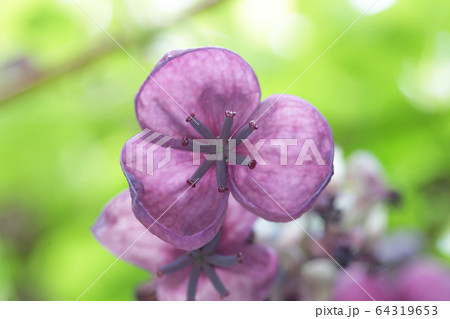 五葉アケビの花 64319653