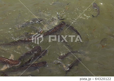Pangasius in water, freshwater fish Pangasius in water, freshwater fish 64320122