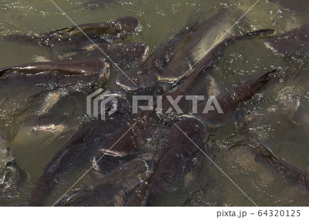 Pangasius in water, freshwater fish 64320125