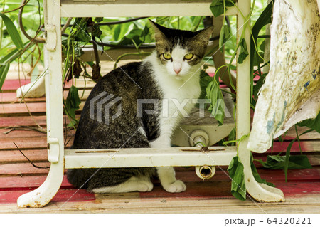A white cat sitting on the ground A white cat sitting on the ground 64320221