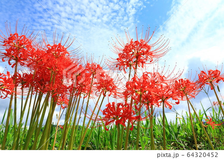 青空と彼岸花 青空と彼岸花 64320452