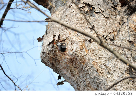 ムクドリ 巣 木 64320558