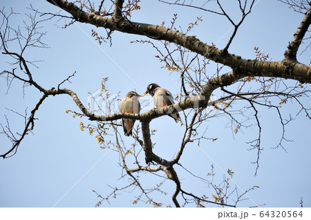 ムクドリ 木 鳥 64320564