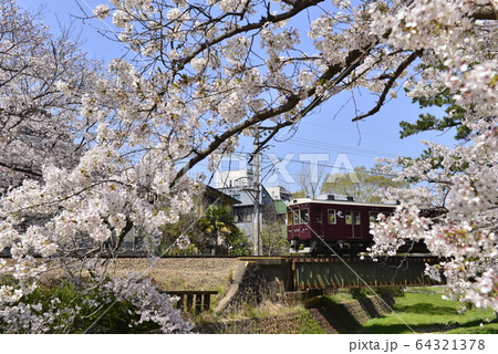 桜並木を抜ける阪急電車 64321378