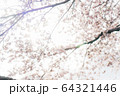 桜 64321446