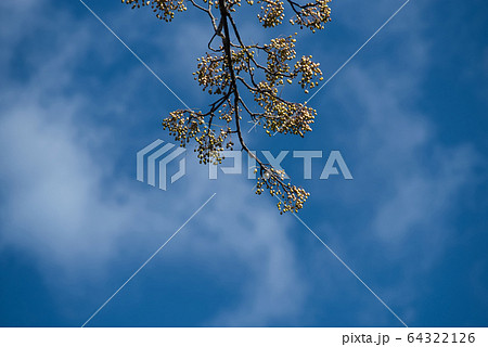 小鳥の森(三徳園)のモミジバフウの実と秋の空1 岡山県岡山市東区 小鳥の森(三徳園)のモミジバフウの実と秋の空1 岡山県岡山市東区 64322126