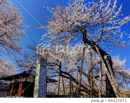 石戸蒲桜 石戸蒲桜 64323071