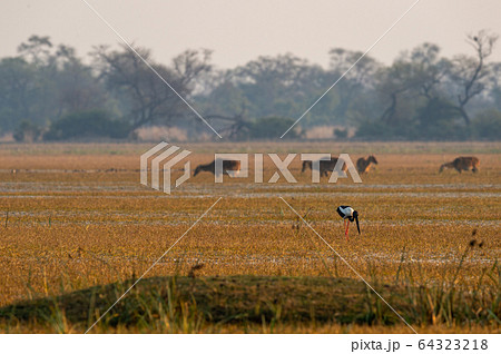 Black necked stork in scenic landscape of keoladeo national park or bharatpur bird sanctuary, india - Ephippiorhynchus asiaticus 64323218