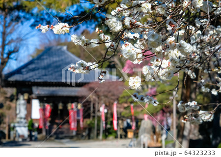 飯能市 観音寺 梅 飯能市 観音寺 梅 64323233