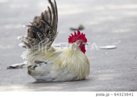White Bantam on the cement floor 64323641